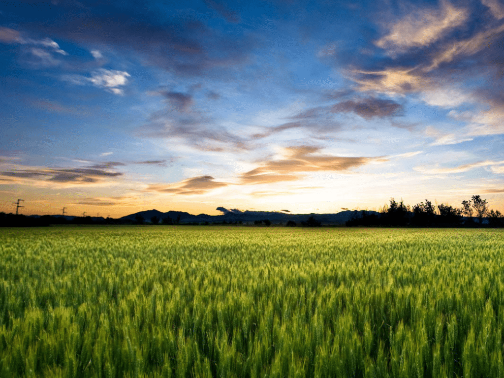 Golden wheat field bathed in the warm light of a setting sun, creating a serene and picturesque landscape